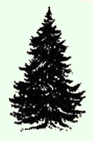 undecorated pine tree